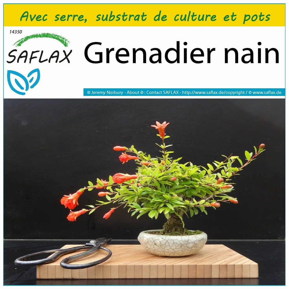 Ensemble de culture - grenadier nain - 50 graines - punica granatum nana