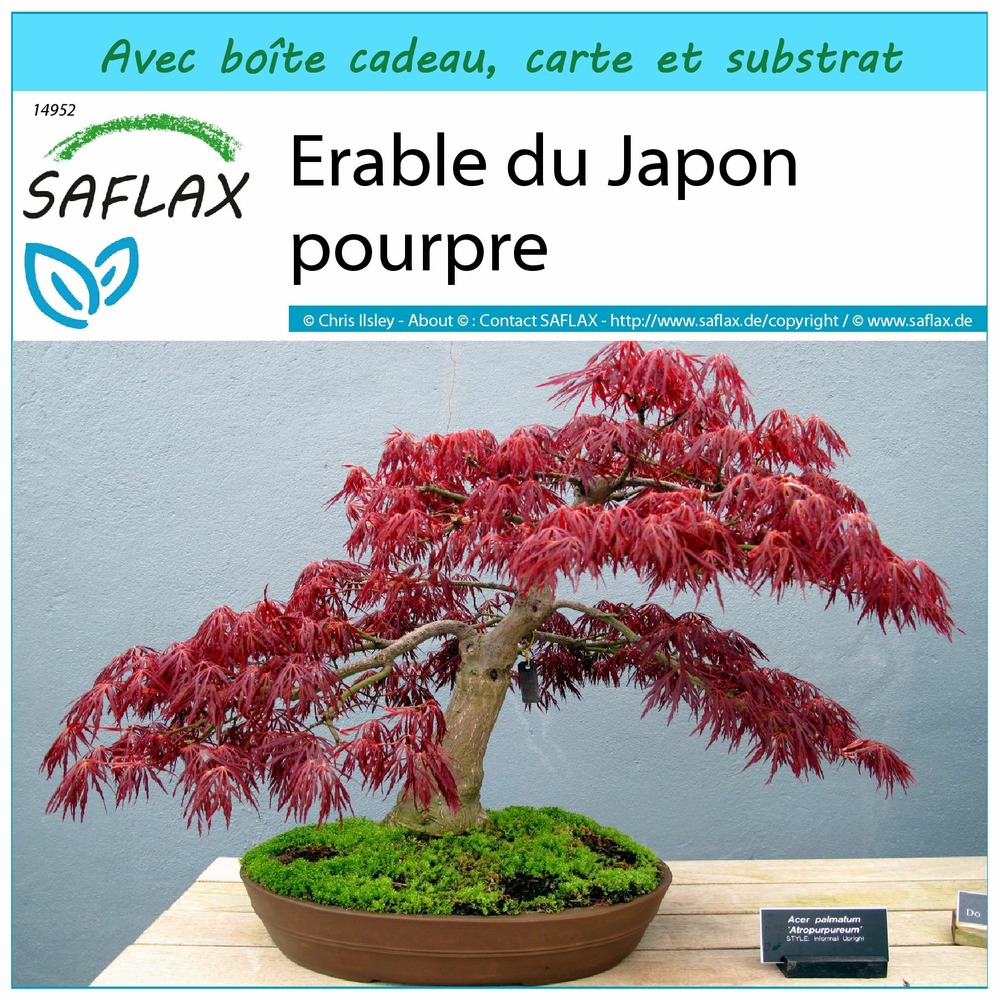 Kit cadeau - erable du japon pourpre - 20 graines  - acer palmatum atropurpureum