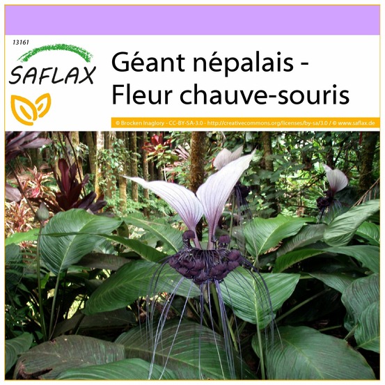 Géant népalais - fleur chauve-souris - 10 graines - tacca nevia white