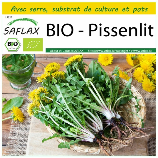 Ensemble de culture - bio - pissenlit - 400 graines - taraxacum officinale