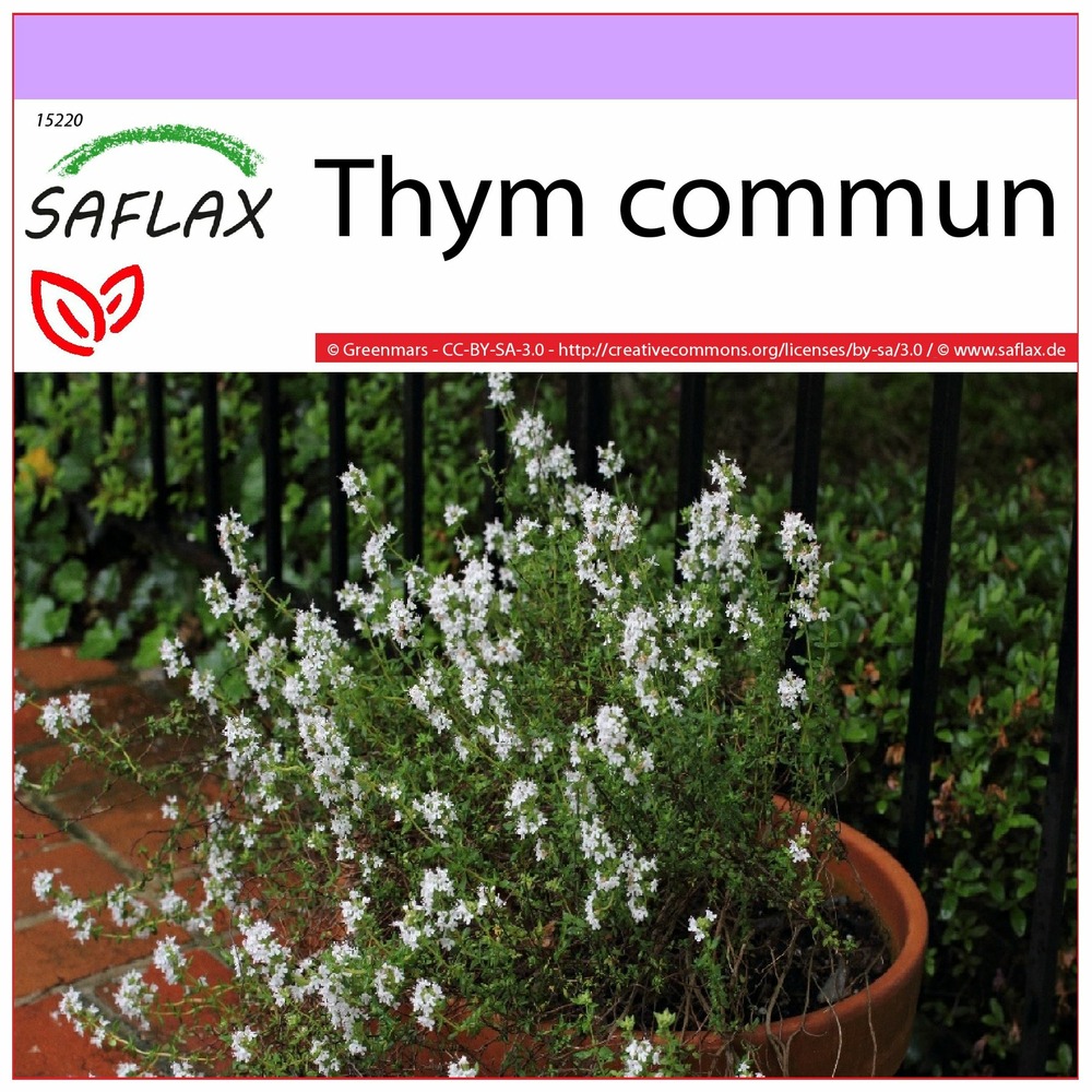 Thym commun - 200 graines - thymus vulgaris