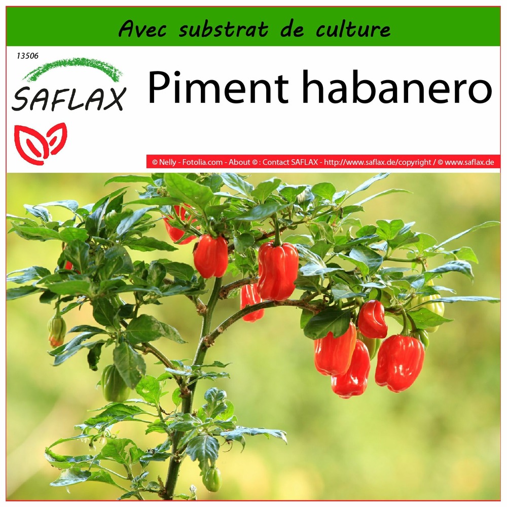Piment habanero - 10 graines - avec substrat - capsicum chinense