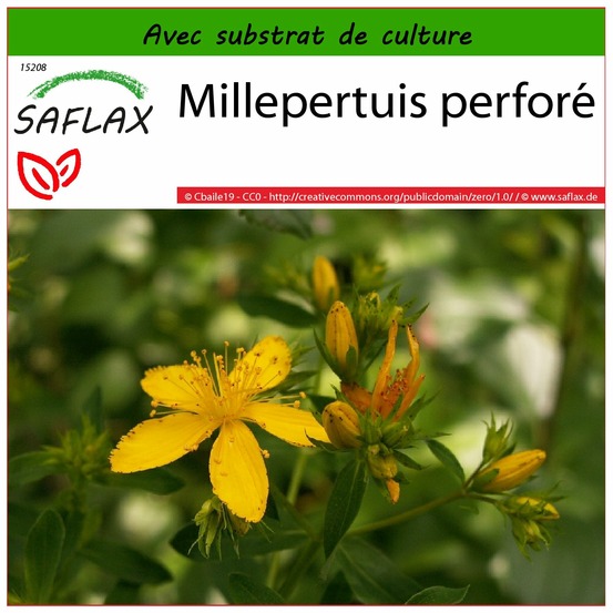 Millepertuis perforé - 300 graines - avec substrat - hypericum perforatum