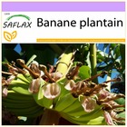 Banane plantain - 10 graines - musa x paradisiaca