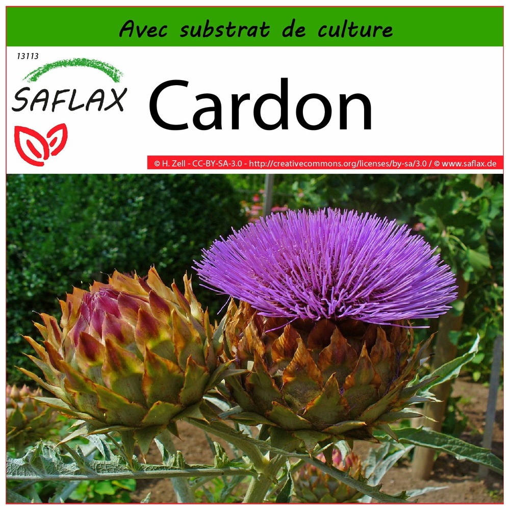 Cardon - 50 graines - avec substrat - cynara cardunculus