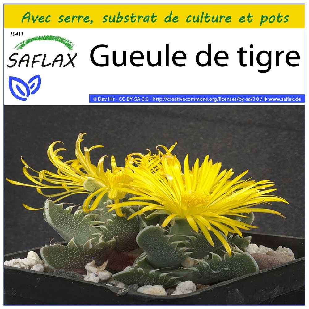 Ensemble de culture - gueule de tigre - 40 graines - faucaria tigrina