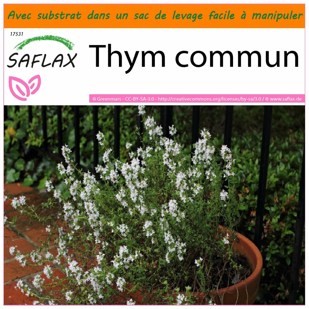 Jardin dans le sac - thym commun - 200 graines  - thymus vulgaris