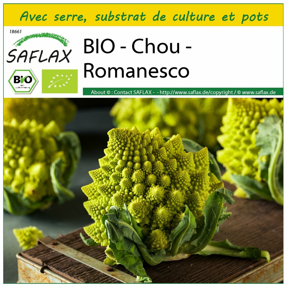 Ensemble de culture - bio - chou - romanesco - 50 graines - brassica oleracea var. Botrytis