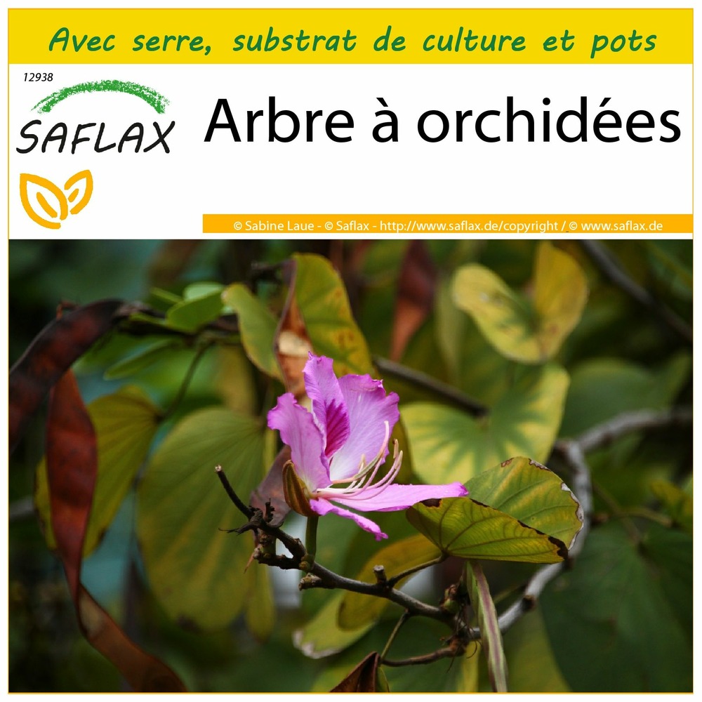 Ensemble de culture - arbre à orchidées - 8 graines - bauhinia variegata