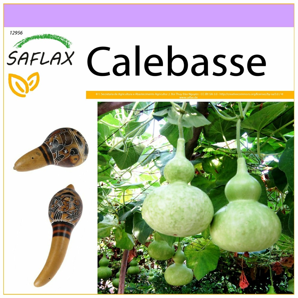 Calebasse - 15 graines - lagenaria siceraria