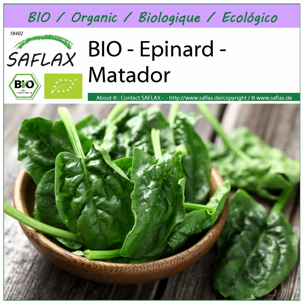Bio - epinard - matador - 300 graines - spinacia oleracea