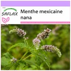 Menthe mexicaine nana - 500 graines - mentha spicata nane