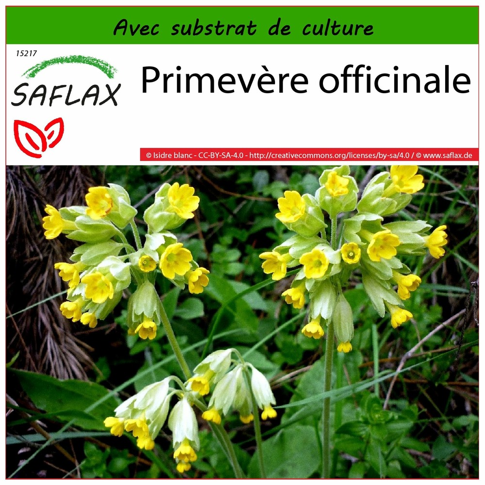 Primevère officinale - 100 graines - avec substrat - primula veris