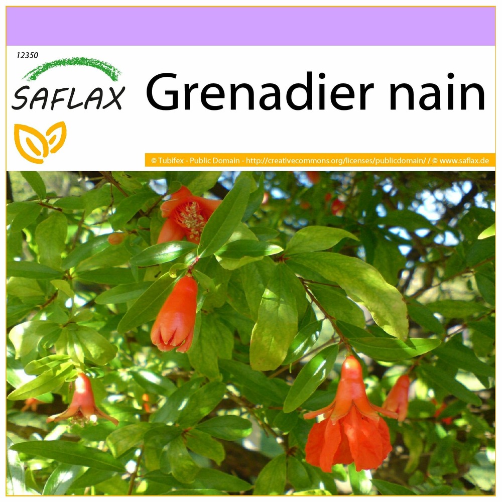 Grenadier nain - 50 graines - punica granatum nana