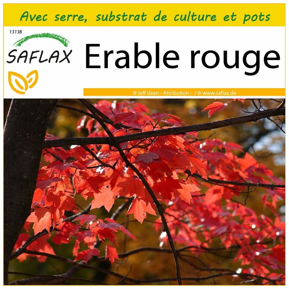 Ensemble de culture - erable rouge - 20 graines - acer rubrum