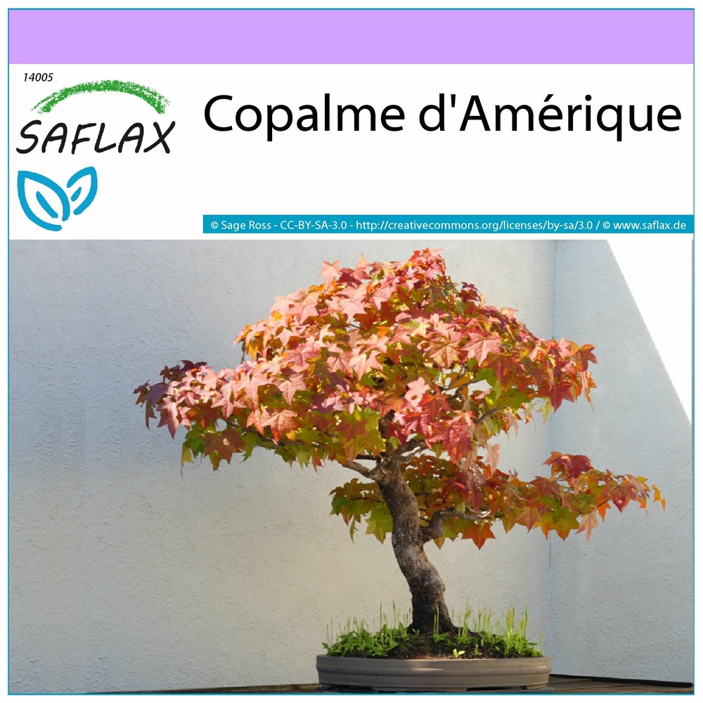 Copalme d'amérique - 100 graines - liquidamber styraciflua