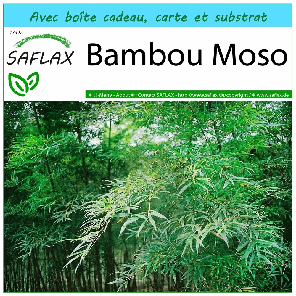 Kit cadeau - bambou moso - 20 graines  - phyllostachys pubescens
