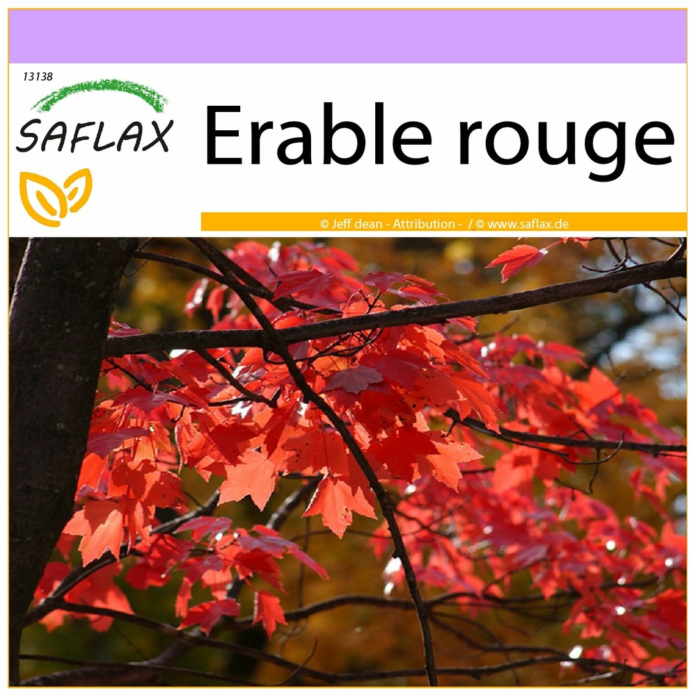 Erable rouge - 20 graines - acer rubrum