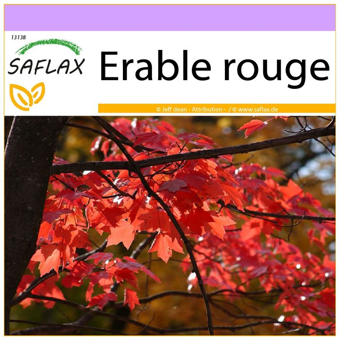 SAFLAX – Graines D'érable Rouge (Acer Rubrum), 20 Graines, Arbre Rustique Aux Couleurs D’automne Flamboyantes