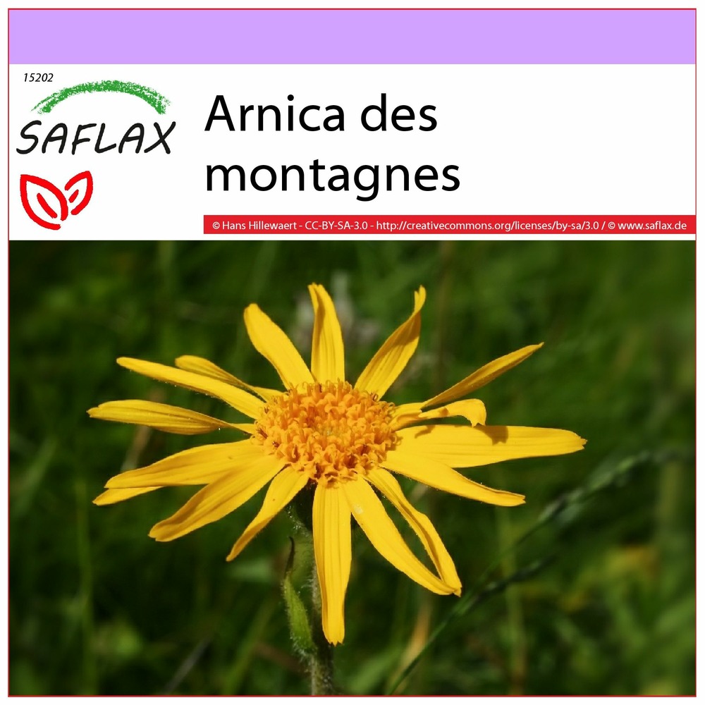 Arnica des montagnes - 40 graines - arnica montana