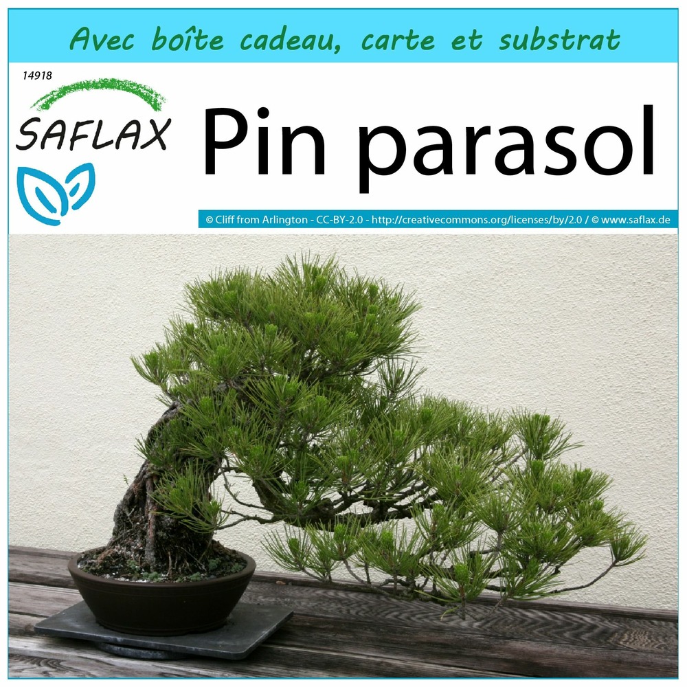 Ensemble-cadeau - pin parasol - 6 graines - pinus pinea