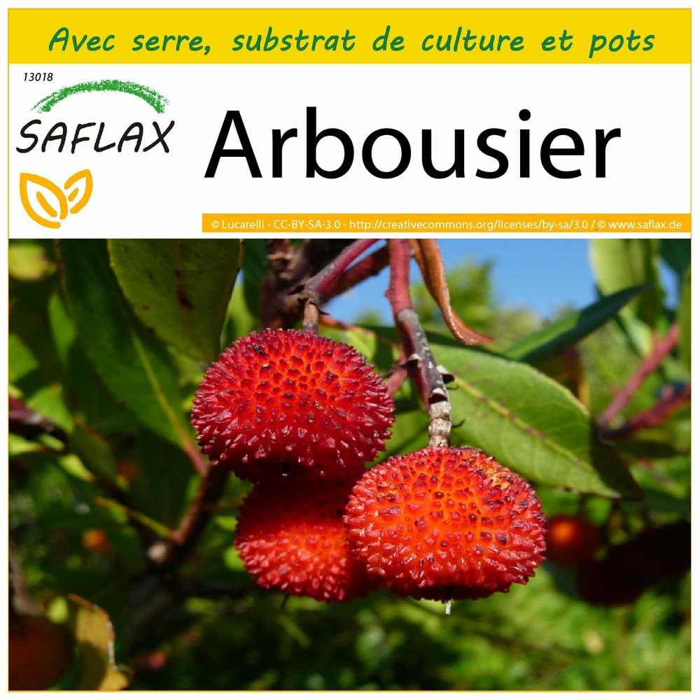 Ensemble de culture - arbousier - 50 graines - arbutus unedo
