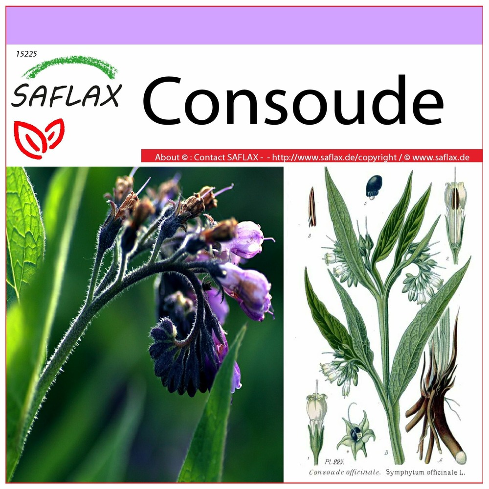 Consoude - 15 graines - symphytum officinale