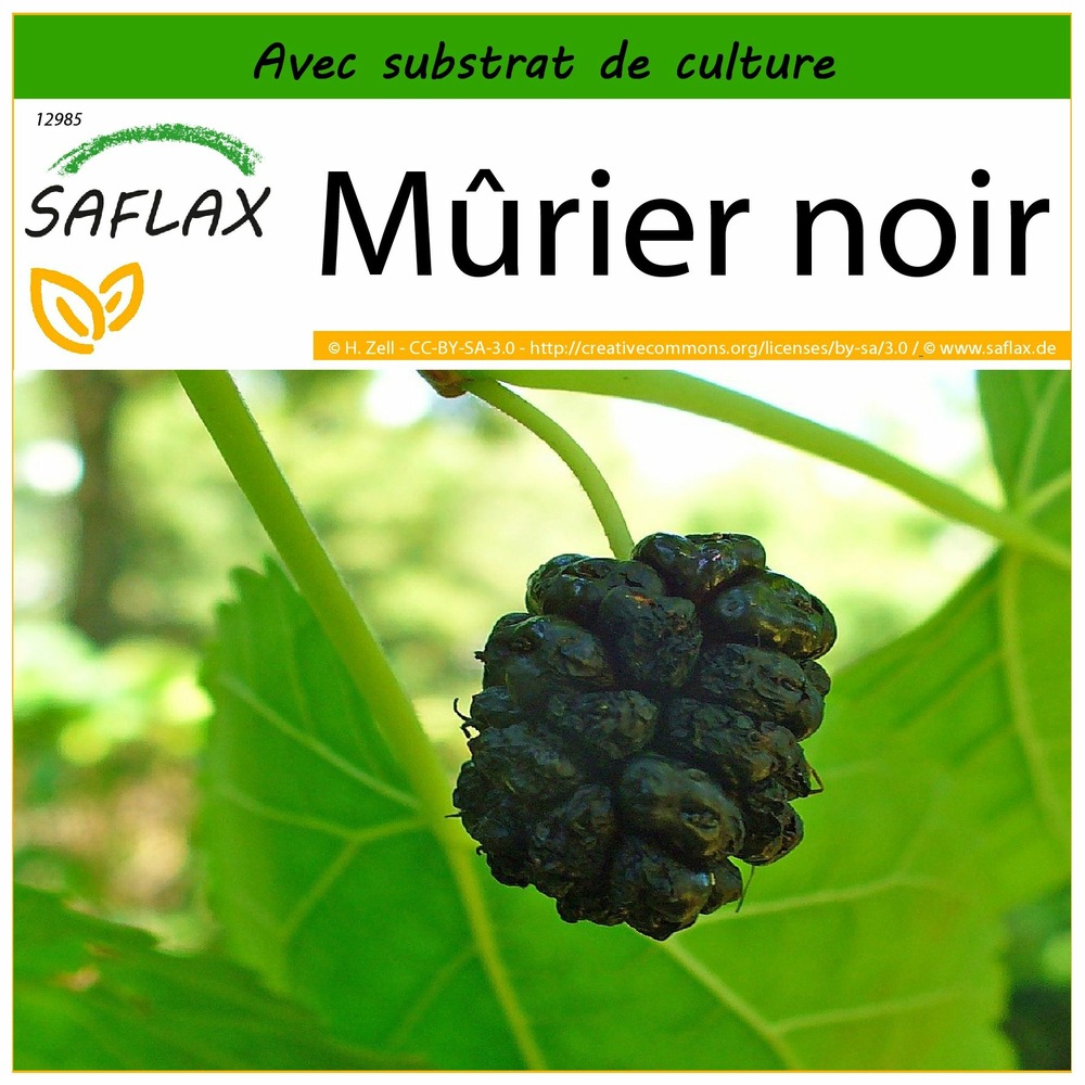 Mûrier noir - 200 graines - avec substrat - morus nigra