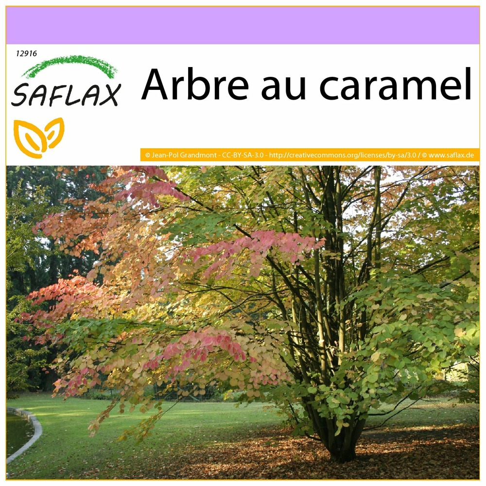 Arbre au caramel - 200 graines - cercidiphyllum japonicum