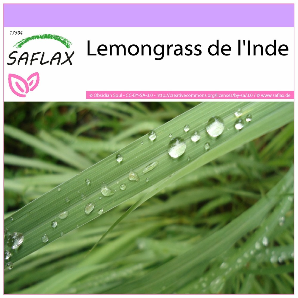 Lemongrass de l'inde - 50 graines - cymbopogon flexosus