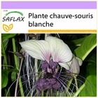 Plante chauve-souris blanche - 10 graines - tacca integrifolia