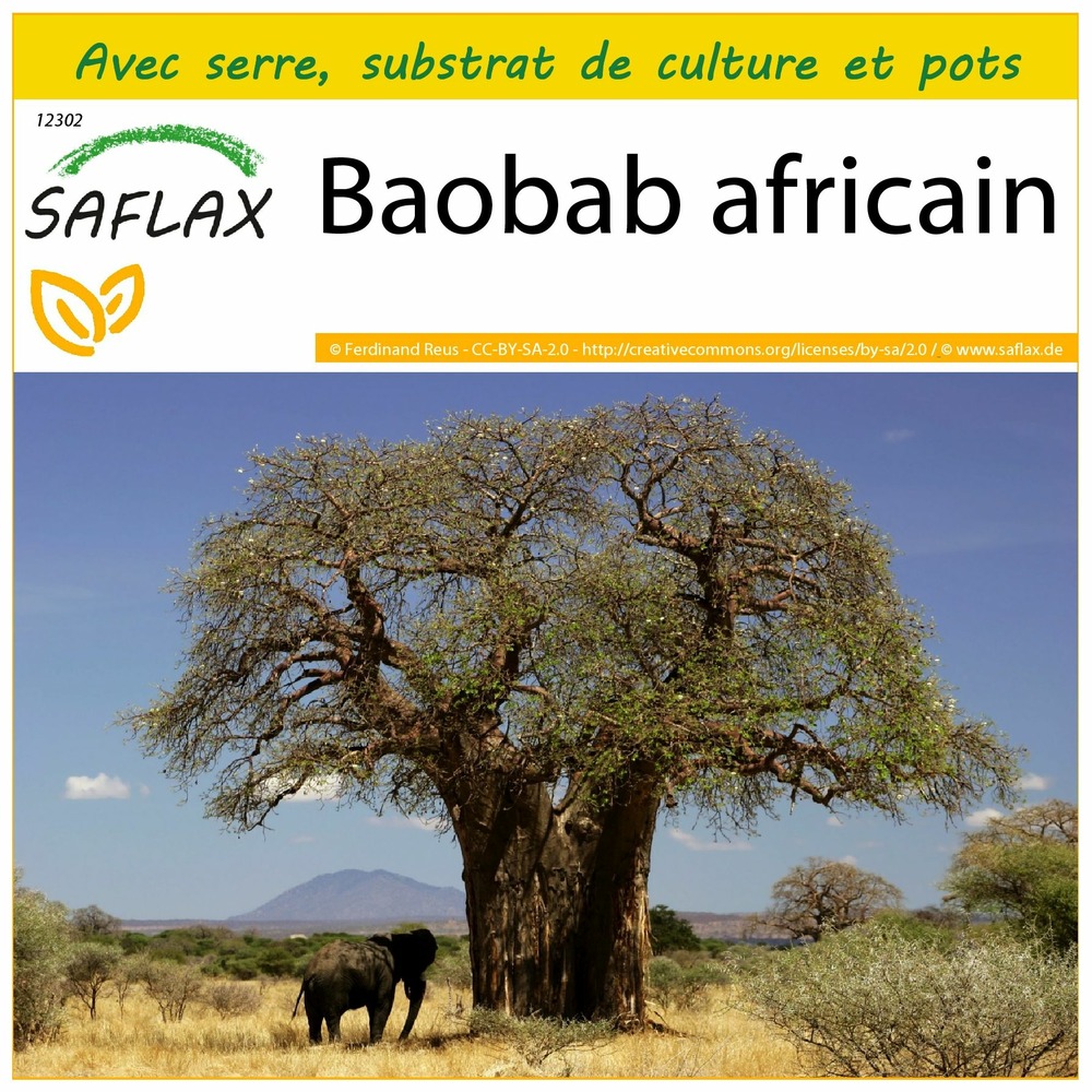 Kit de culture - baobab africain - 6 graines  - adansonia digitata