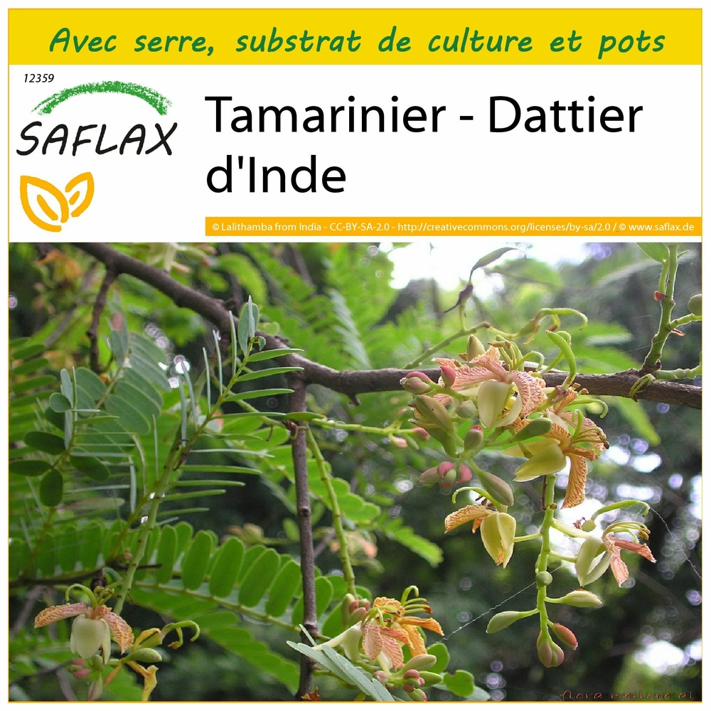 Ensemble de culture - tamarinier - dattier d'inde - 4 graines - tamarindus indica