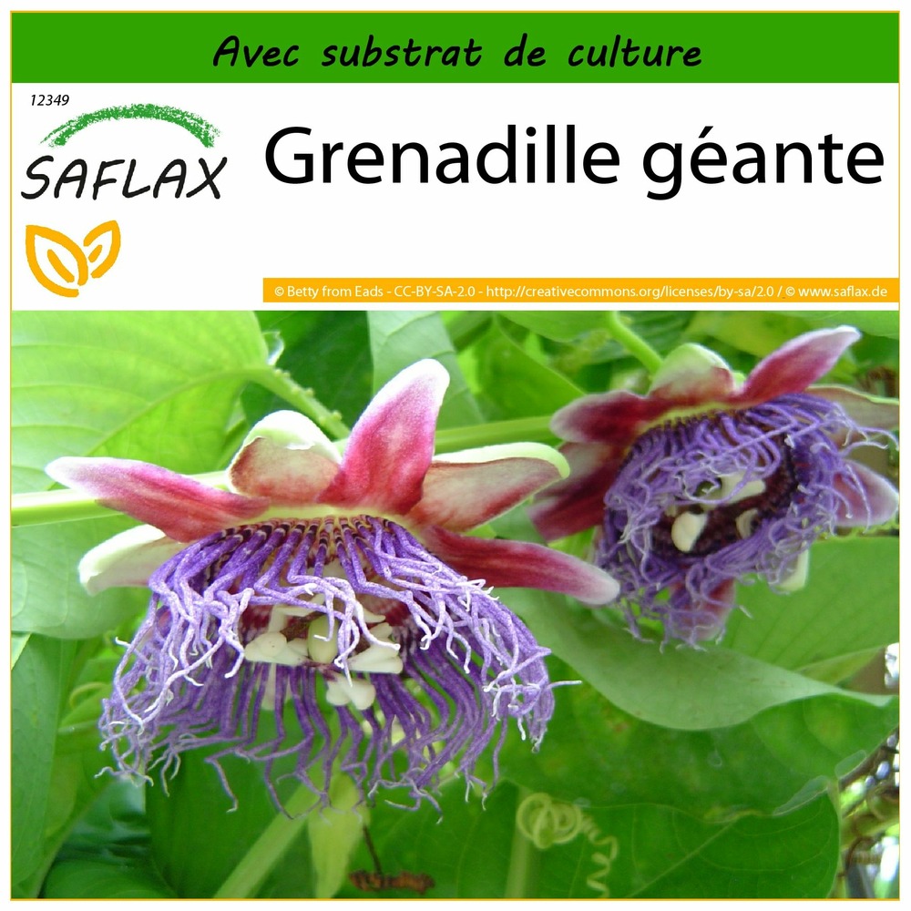 Grenadille géante - 12 graines - avec substrat - passiflora quadrangularis