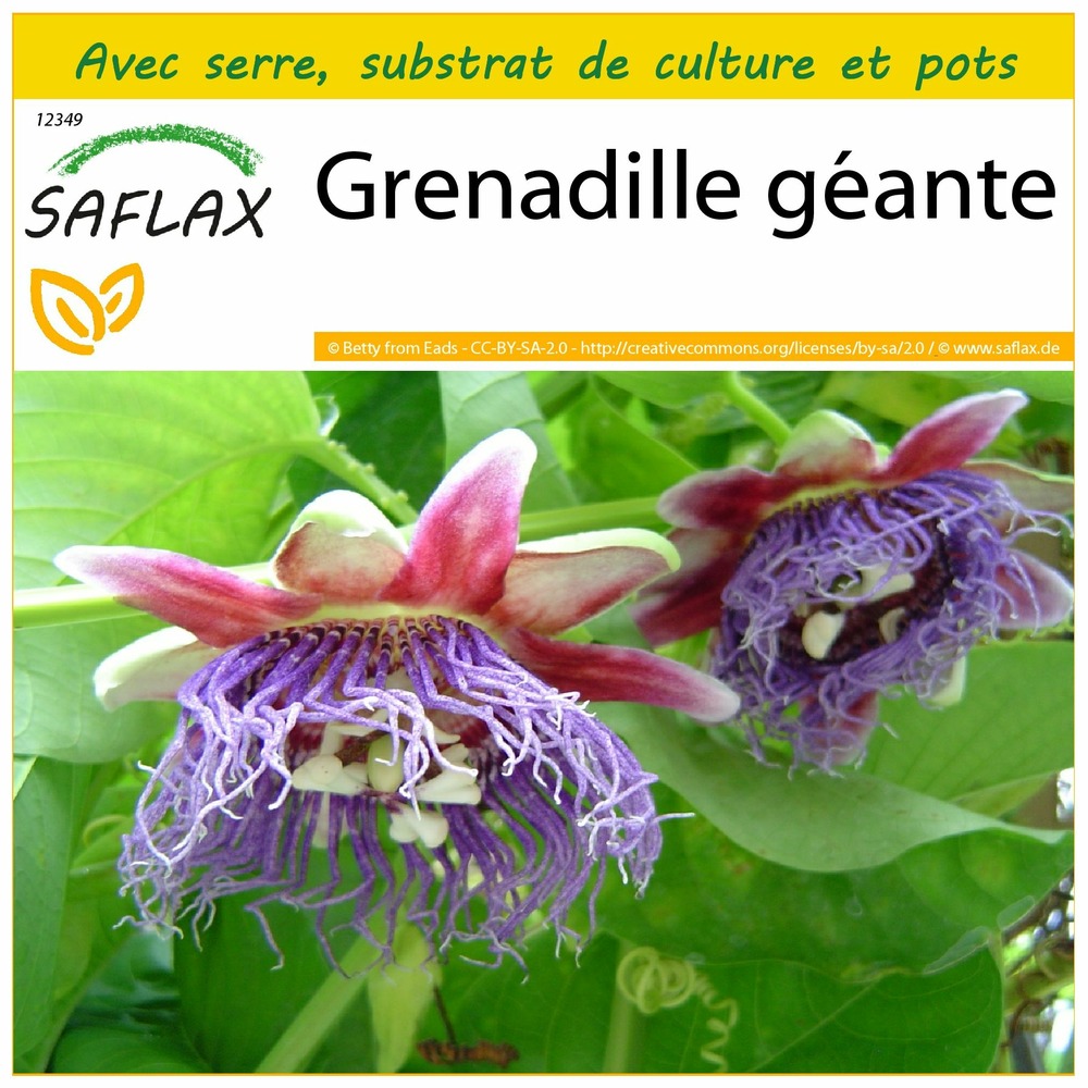 Ensemble de culture - grenadille géante - 12 graines - passiflora quadrangularis