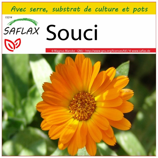 Ensemble de culture - souci - 50 graines - calendula officinalis