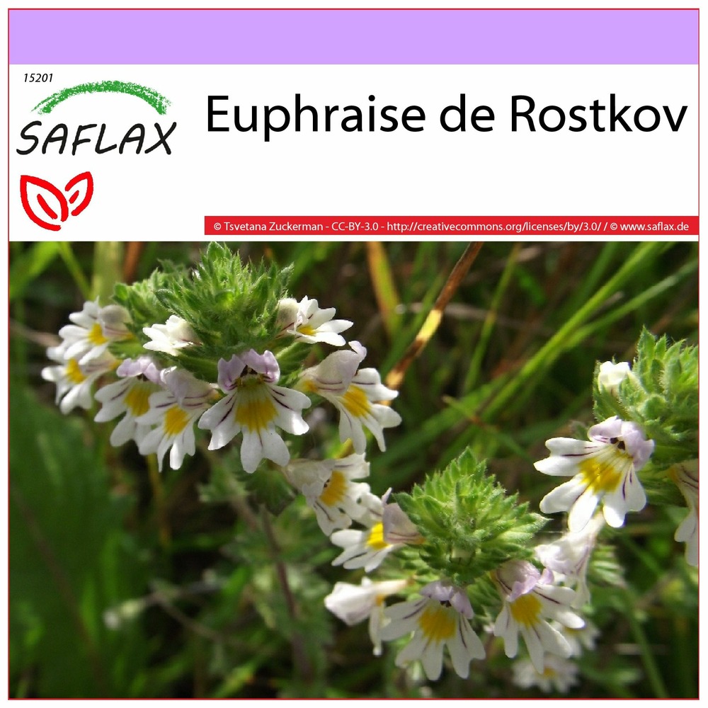 Euphraise de rostkov - 200 graines - euphrasia officinalis