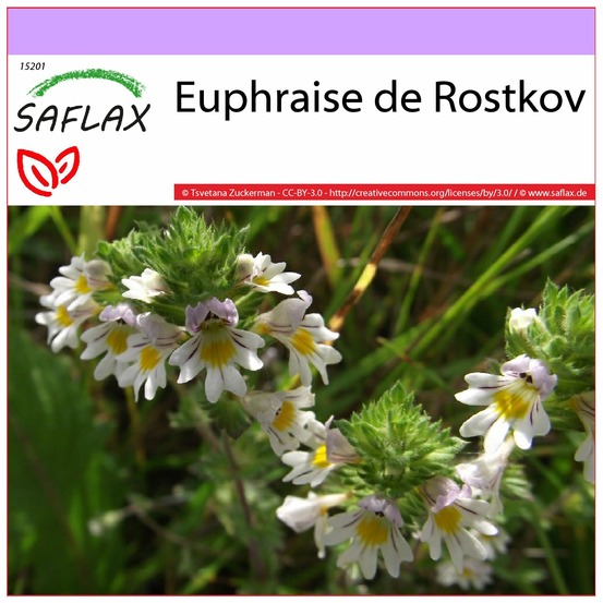 Euphraise de rostkov - 200 graines - euphrasia officinalis