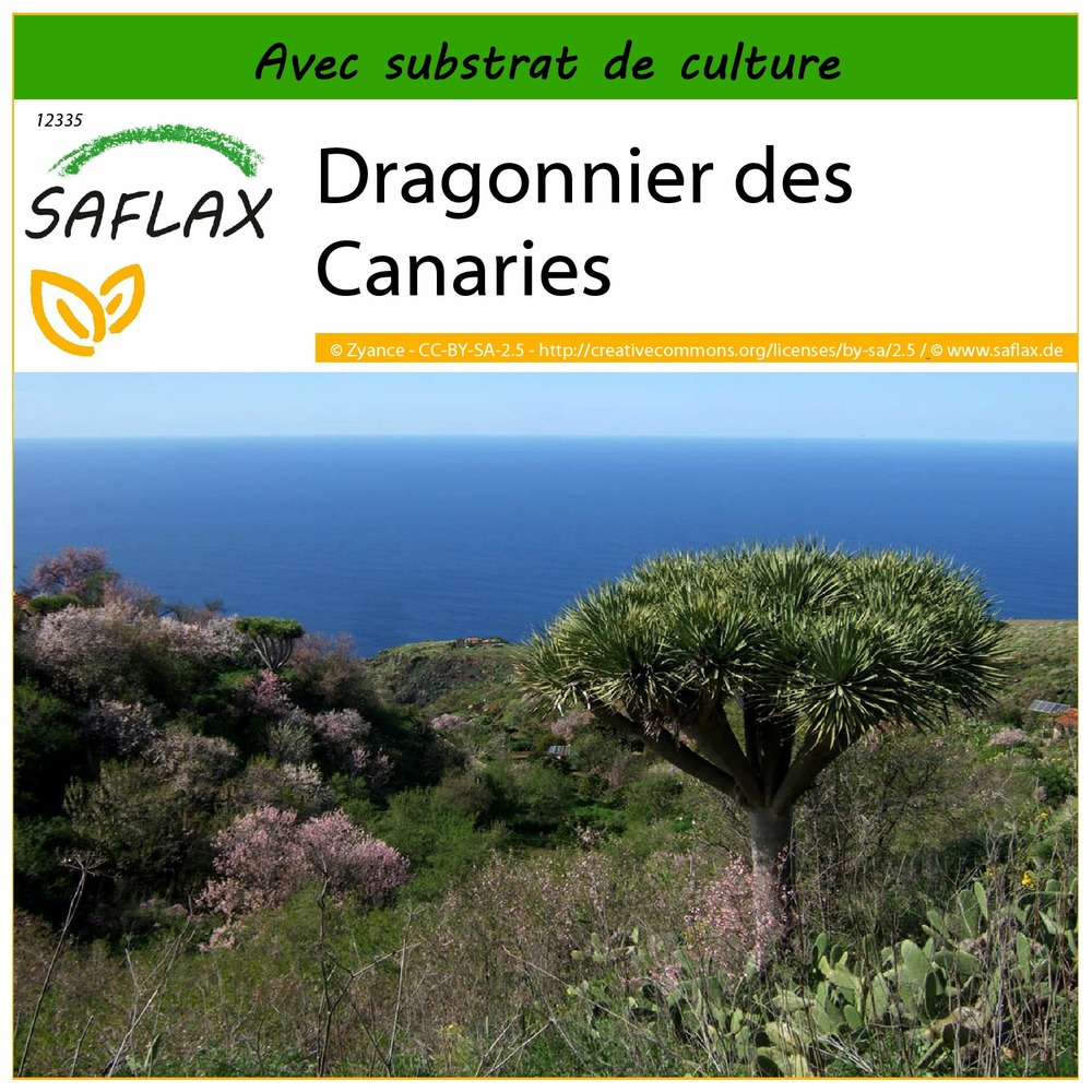 Dragonnier des canaries - 5 graines - avec substrat - dracaena draco