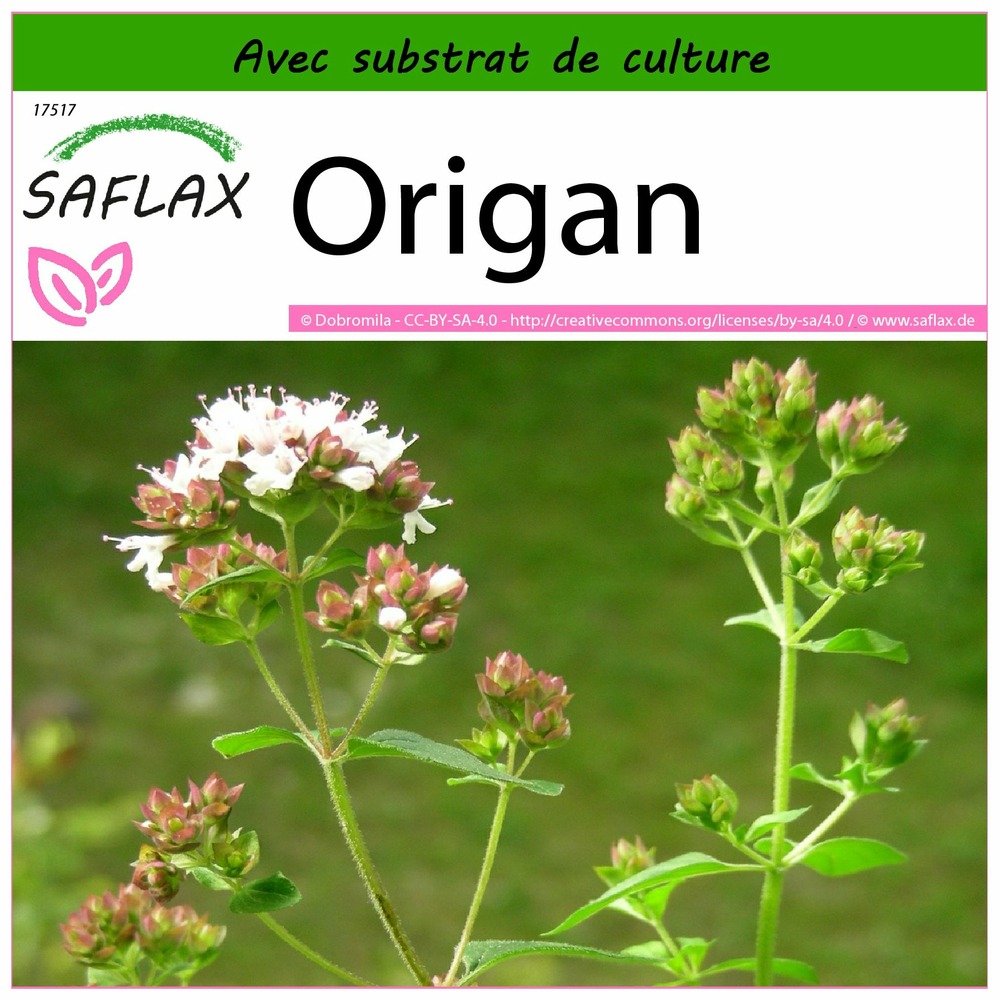 Origan - 600 graines - avec substrat - origanum vulgare supsp. Hirtum