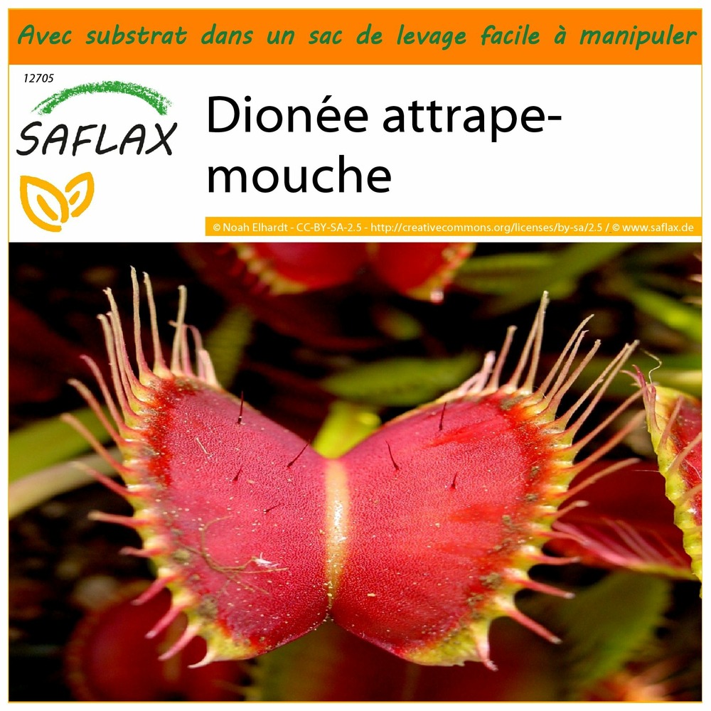 Plante carnivore attrape-mouche : la dionée - Truffaut 