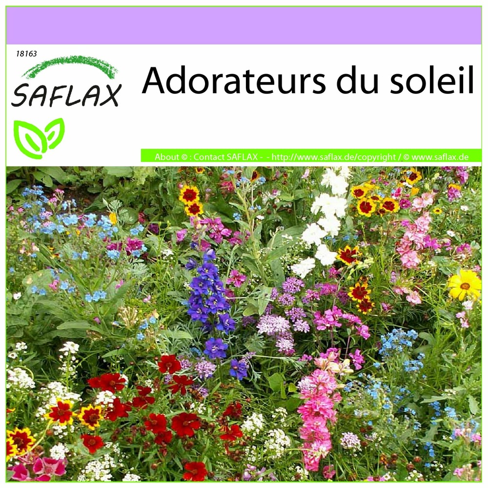 Adorateurs du soleil - 1000 graines - mix