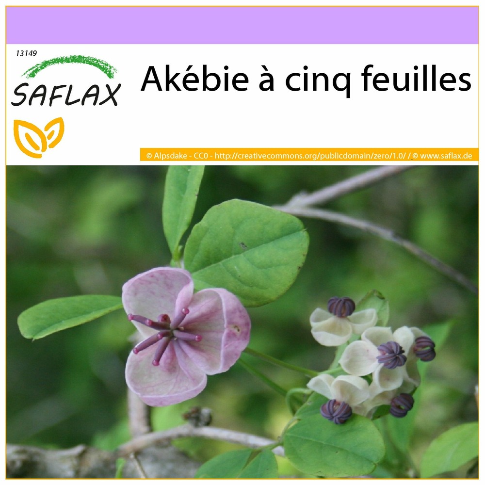 Akébie à cinq feuilles - 10 graines - akebia quinata