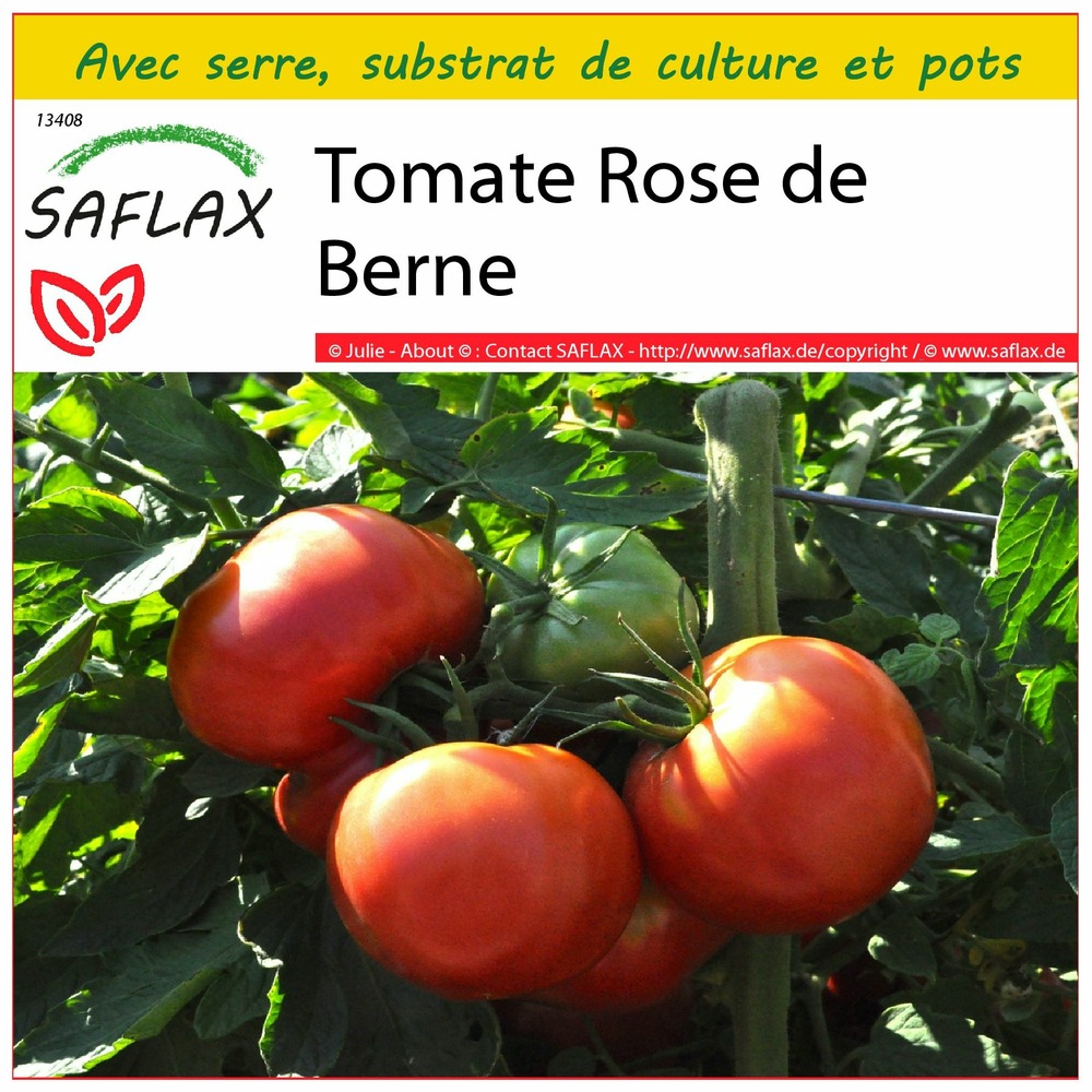 Ensemble de culture - tomate rose de berne - 10 graines - lycopersicon esculentum