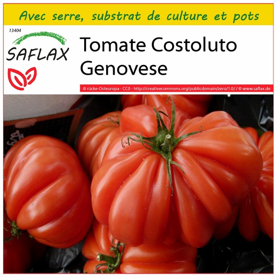 Ensemble de culture - tomate costoluto genovese - 10 graines - lycopersicon esculentum