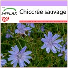 Chicorée sauvage - 250 graines - cichorium intybus