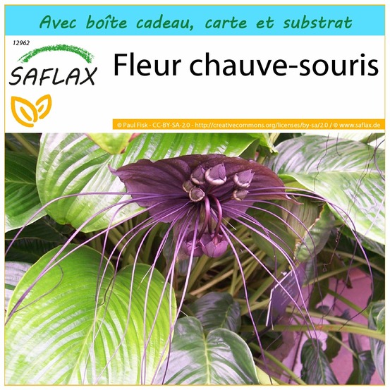 Ensemble-cadeau - fleur chauve-souris - 10 graines - tacca chantrieri