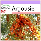 Argousier - 40 graines - hippophae rhamnoides
