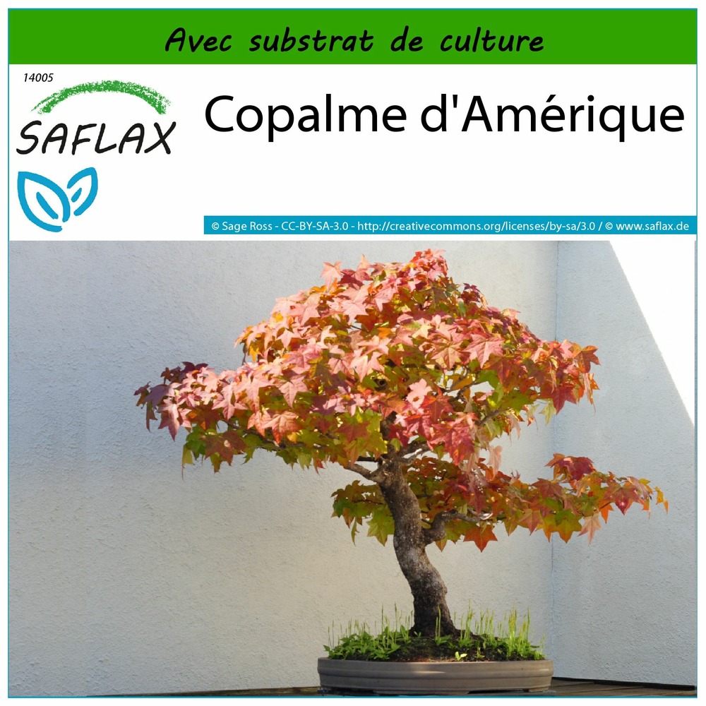 Copalme d'amérique - 100 graines - avec substrat - liquidamber styraciflua