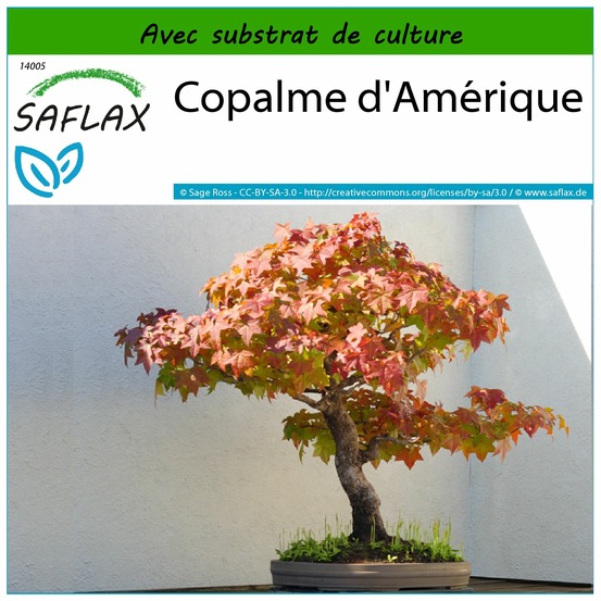 Copalme d'amérique - 100 graines - avec substrat - liquidamber styraciflua